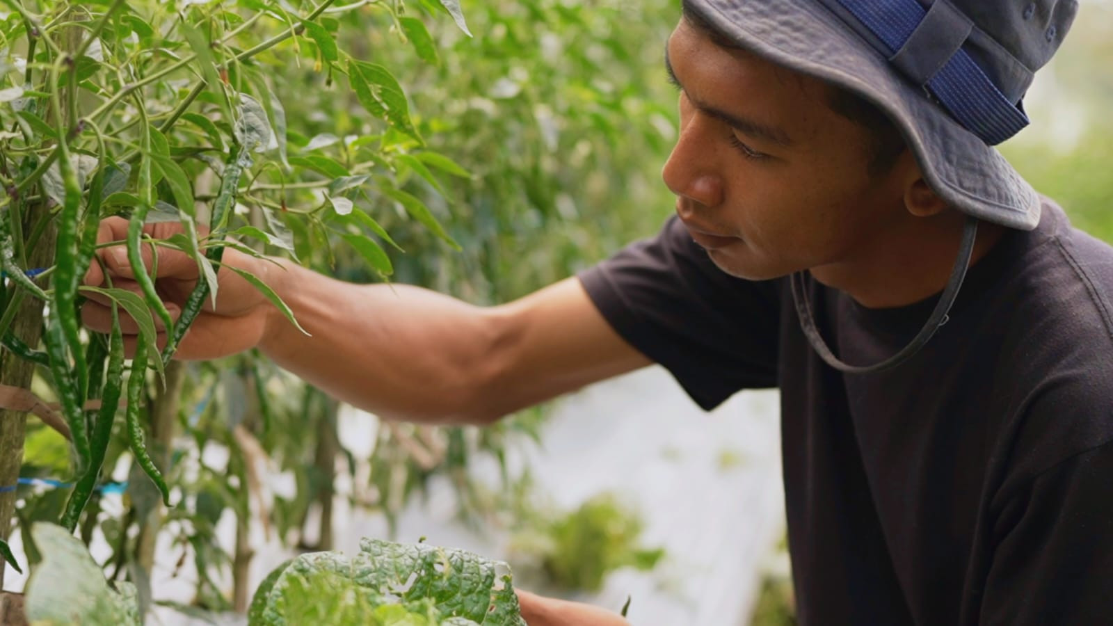 Harga Sayur Lebih Stabil Setelah Ada MBG, Petani Boyolali Harap Program Terus Berlanjut