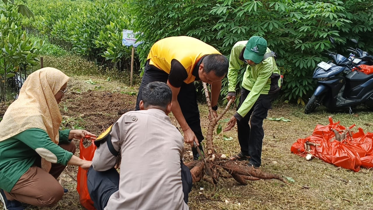 Dukung Ketahanan Pangan, Polsek Metro Penjaringan Panen Raya Singkong di Kapuk Muara