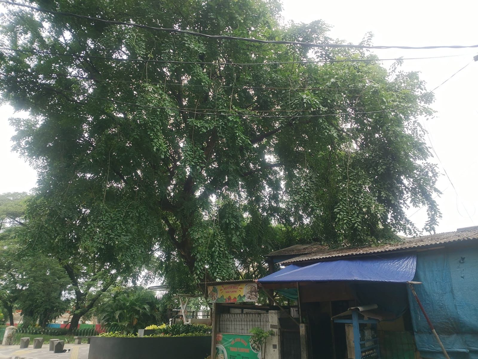 Pohon Menjulang di Sunter 2 Picu Kekhawatiran, Warga Takut Tertimpa