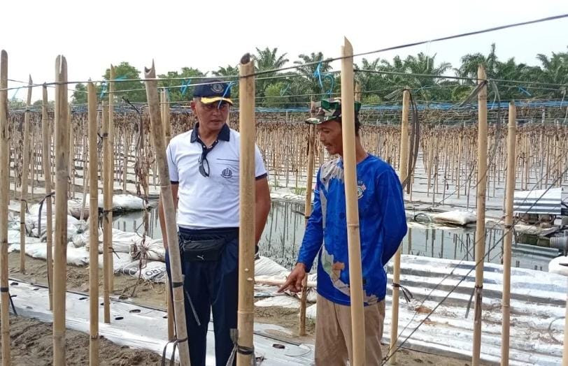 Danlanal Bengkulu Aktif Dalam Meninjau Lahan Pertanian, Implementasi Dukungan Terhadap Ketahanan Pangan Nasional