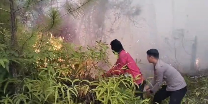Karhutla Hanguskan 5 Hektare Lahan di Mamasa, Polisi dan Damkar Berjibaku Padamkan Api