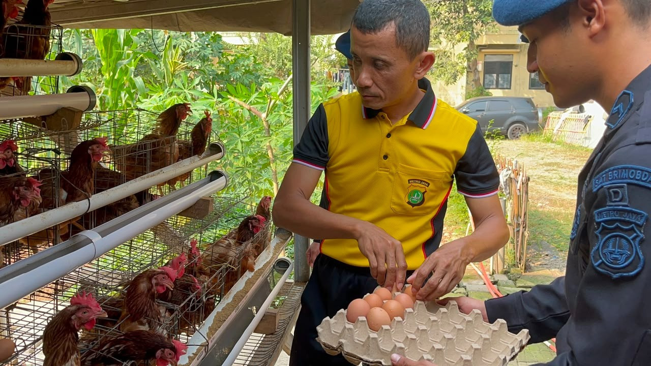 Brimob Polda Metro Jaya Panen Hasil Program Ketahanan Pangan