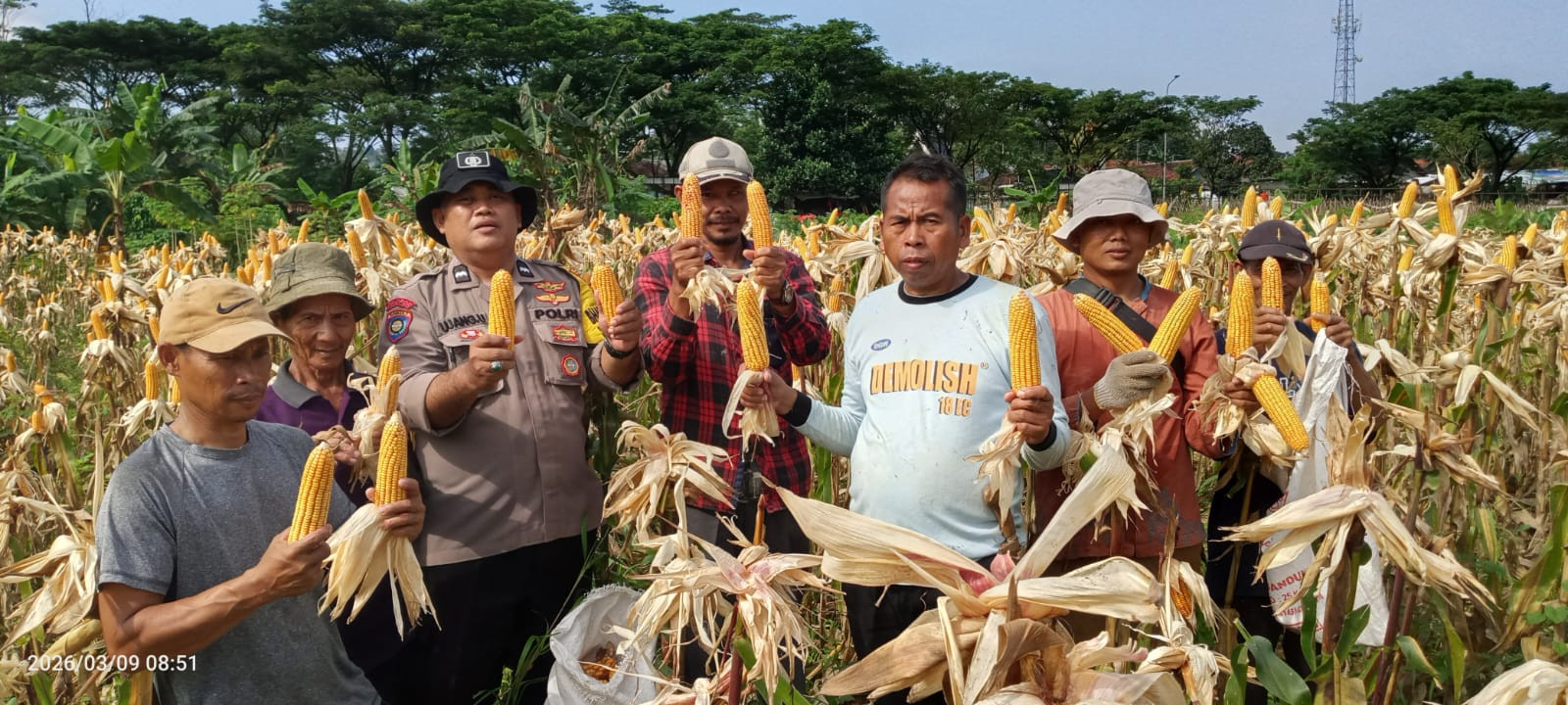 Panen Perdana Jagung Hibrida di Babakan Madang, Polsek dan Kelompok Tani Perkuat Ketahanan Pangan