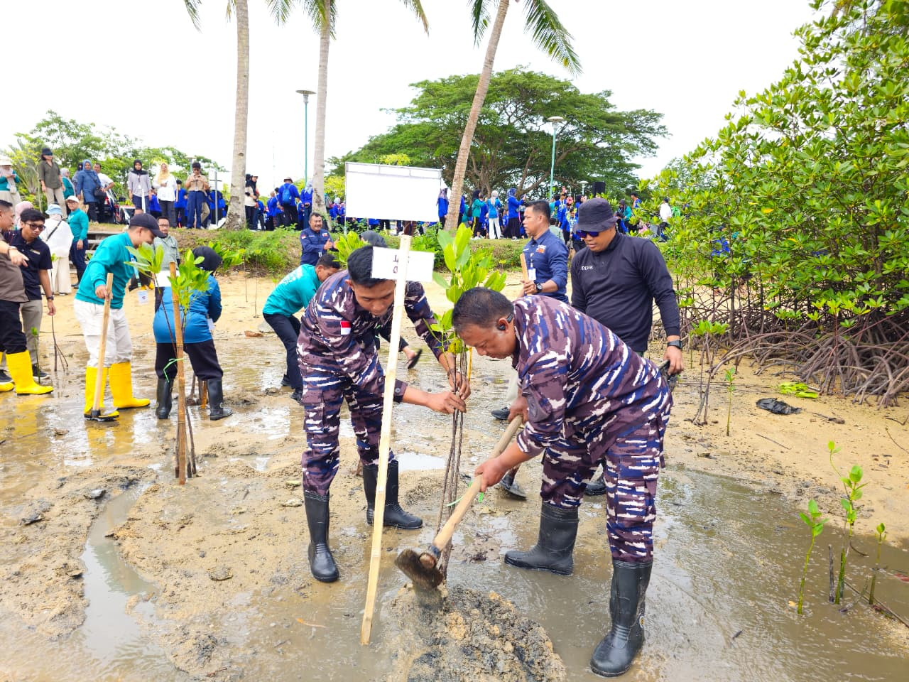 Kepedulian Lanal Bintan Dalam Peran Sertanya Selamatkan Pantai Dari Abrasi
