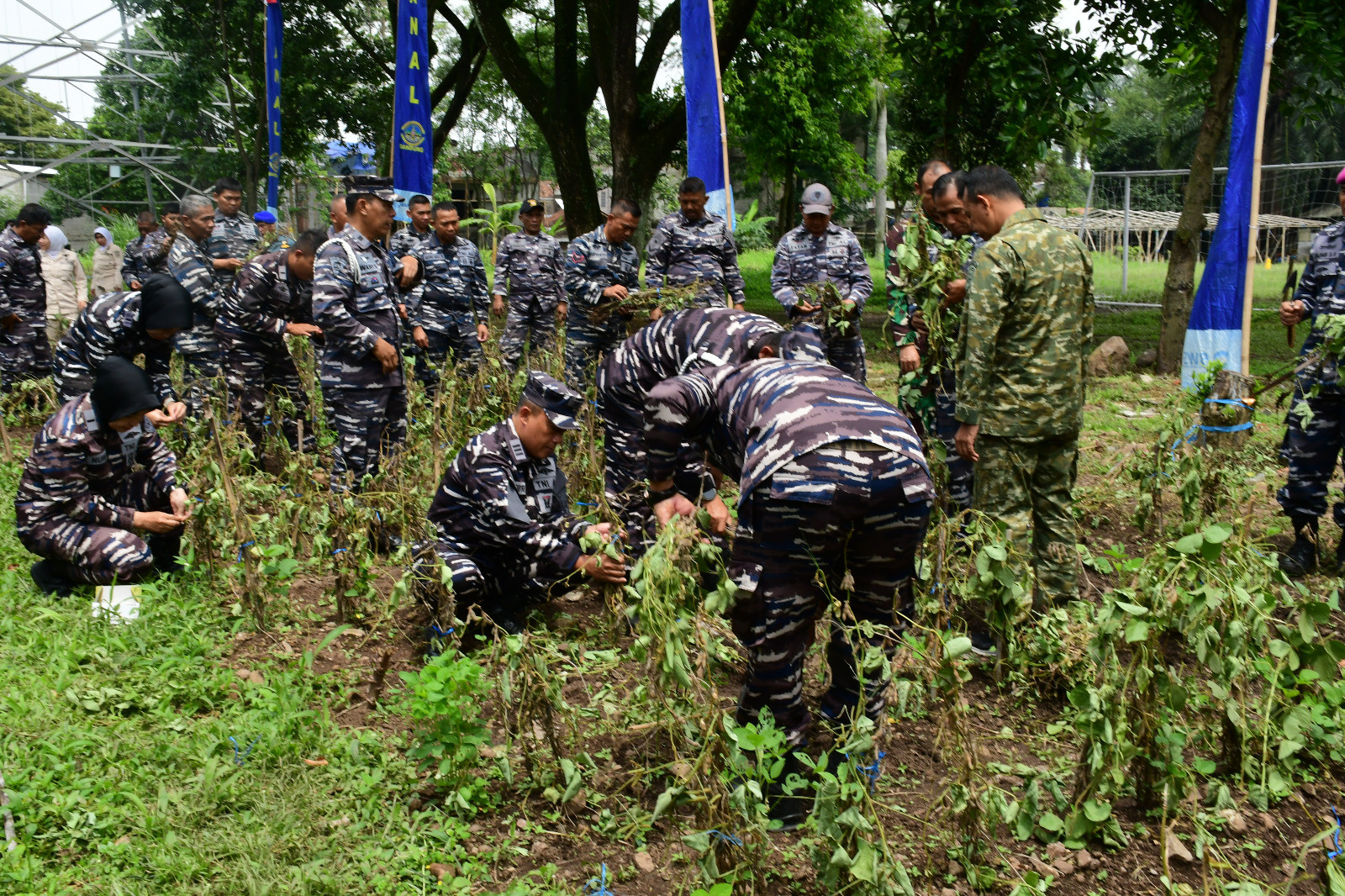 Pangkalan TNI Angkatan Laut Bandung Gelar Panen Raya Kacang Kedelai Secara Serentak oleh TNI AL