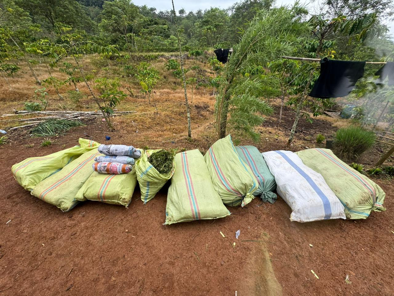 Operasi Gabungan Polda Sumsel Bongkar Ladang Ganja 20 Hektar di Empat Lawang, 220 Kg Ganja dan Bandar Utama Ditangkap