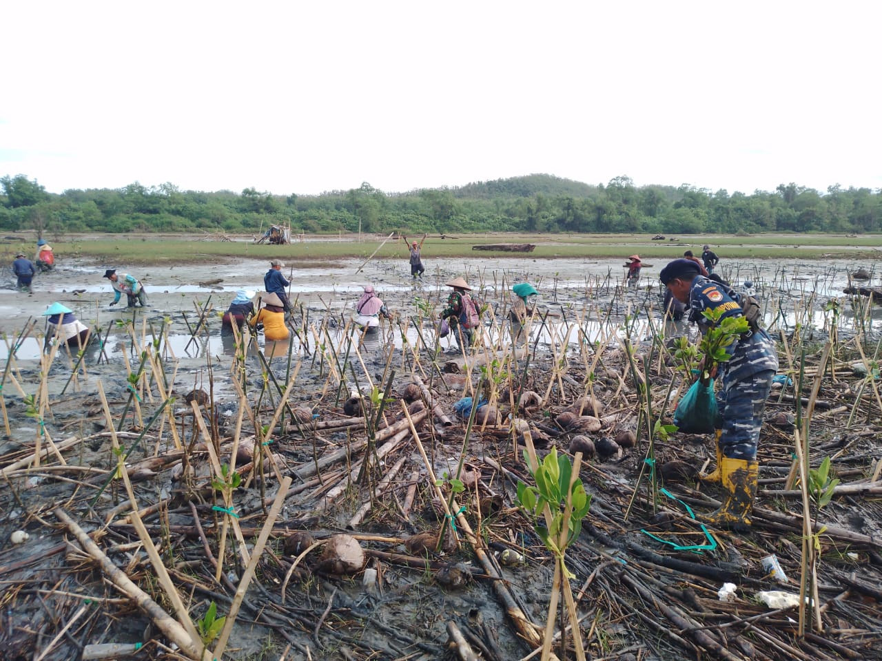 Pelaksanaan Penanaman Pohon Mangrove Tahap Kedua di Kampung Tipar Cianjur Jawa Barat