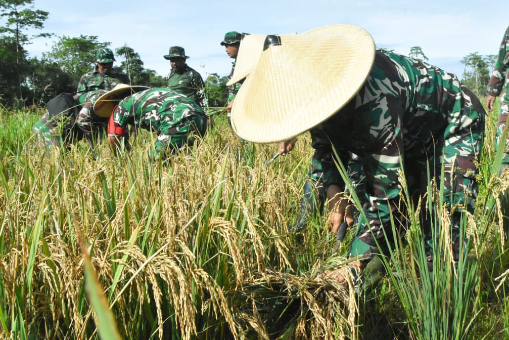 Program Ketahanan Pangan, Kodim 1710/Mimika Panen Padi Perdana