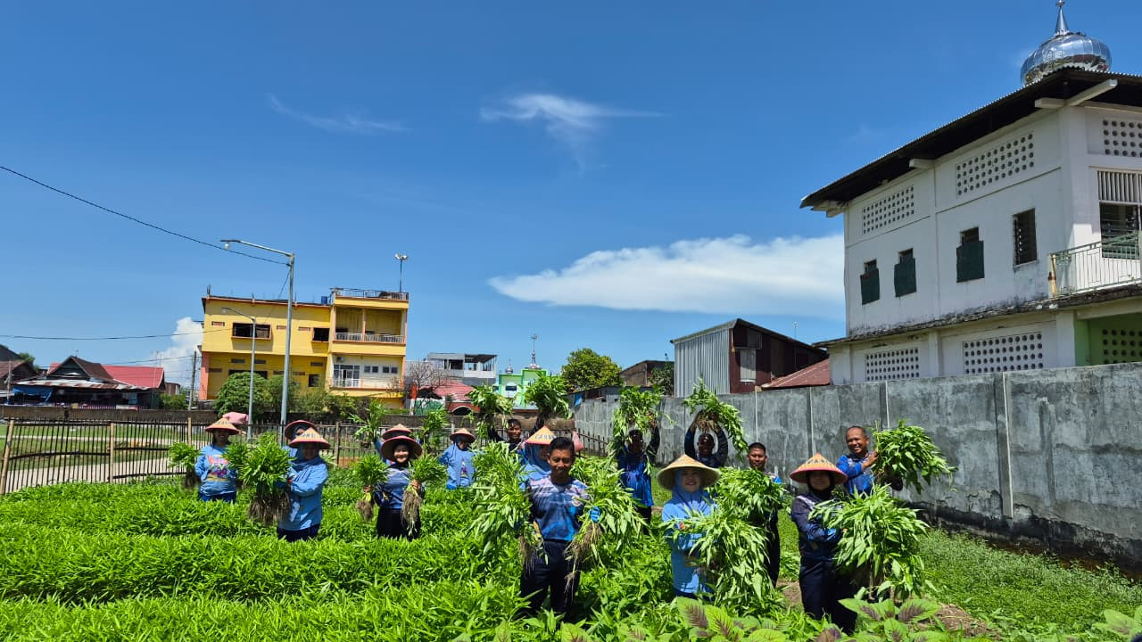 Wujudkan Program Ketahanan Pangan, Satlinlamil 3 Panen Perdana Sayuran