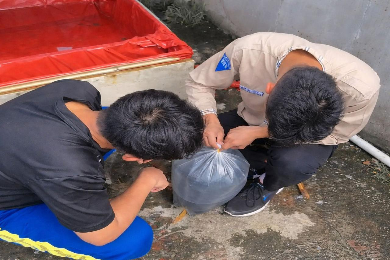 Inovasi Pembelajaran, SMP Wijaya Kusuma Ajarkan Kewirausahaan lewat Budidaya Ikan Lele