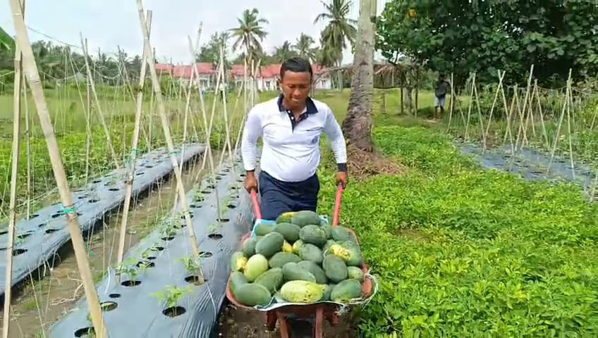 Pangkalan TNI AL Bandung Laksanakan Panen Parsial Semangka Program Ketahanan Pangan