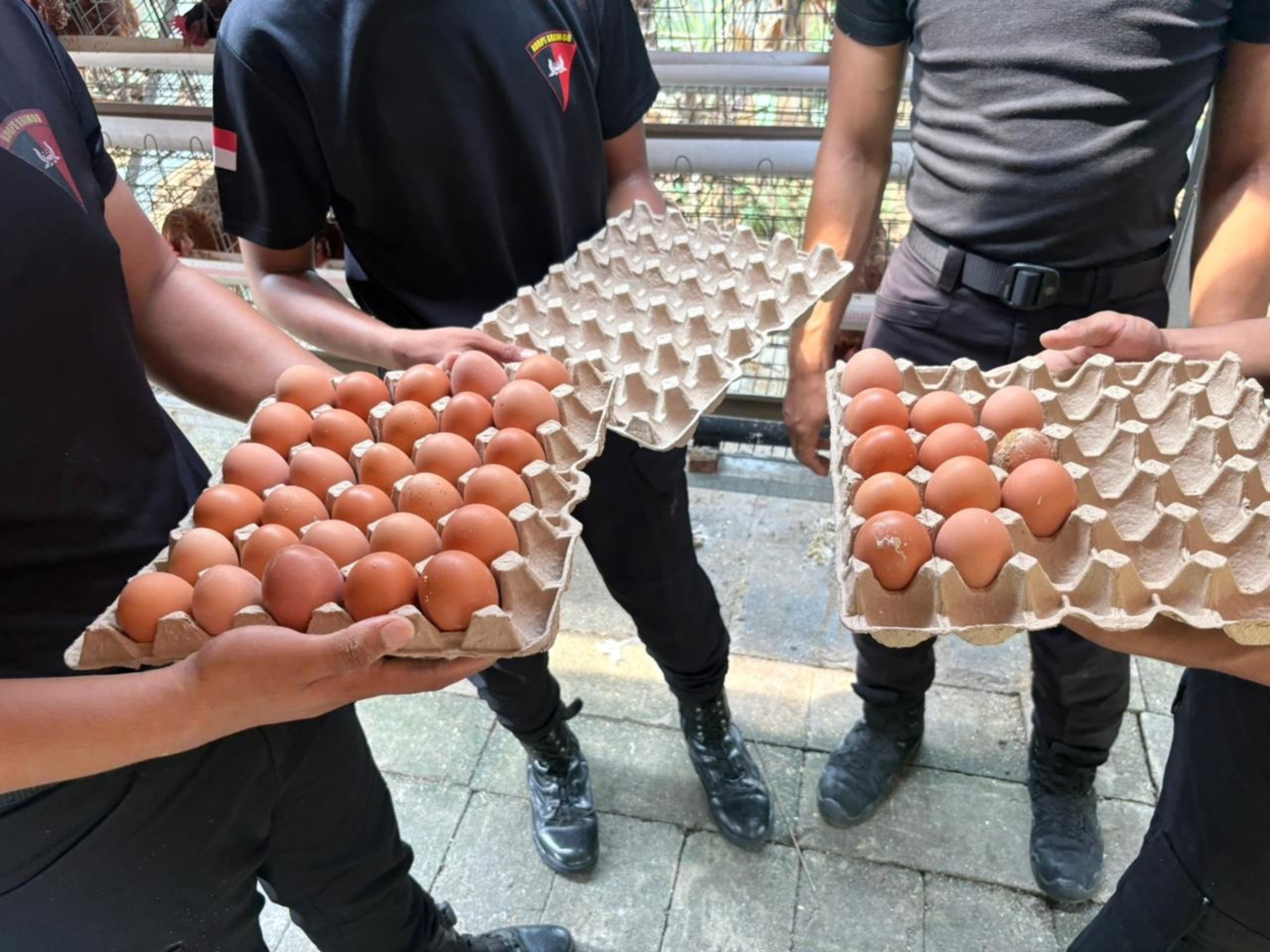 Brimob Polda Metro Jaya Budidaya Ayam Petelur di Lahan P2L, Dukung Program Ketahanan Pangan Nasional